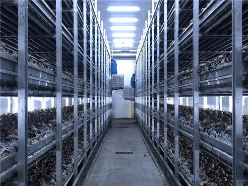 洛陽(yáng)崧田農(nóng)業(yè)開發(fā) 打造豫西最大雙孢蘑菇種植基地的定邊農(nóng)業(yè)之聲